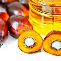 
          Baisse des prix des produits agricoles: Situation mondiale de l'huile de palme