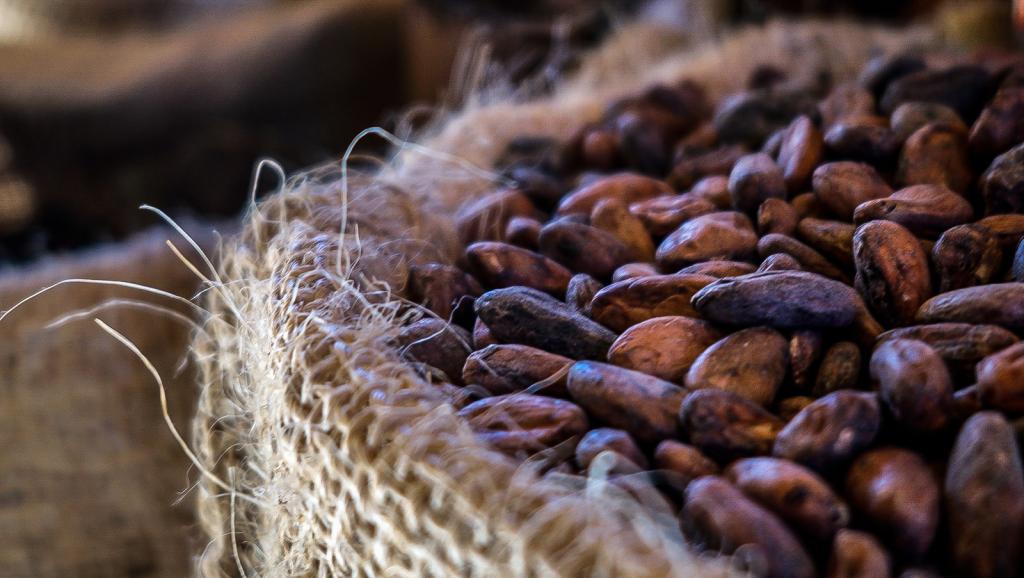 
          La Chronique Matières Premières Agricoles: Le cacao au 14 novembre 2019