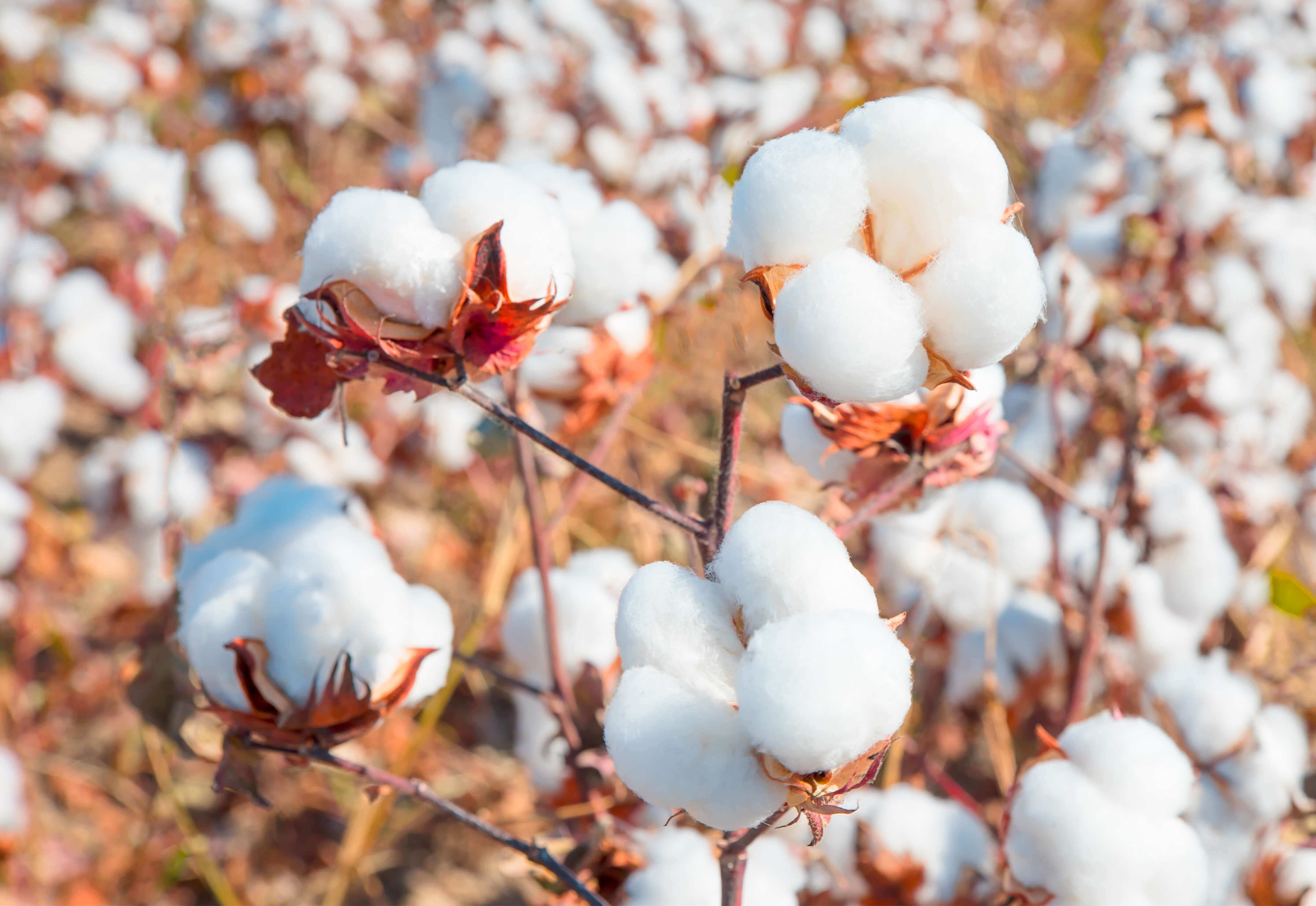 
          La Chronique Matières Premières Agricoles: Le coton au 14 novembre 2019
