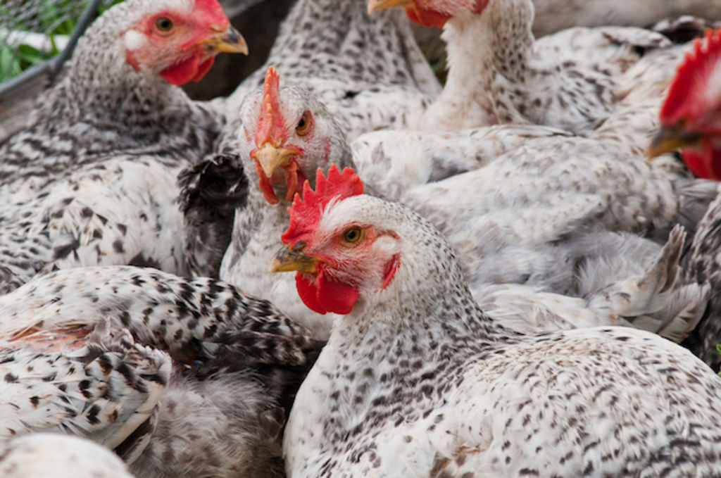 
          L’aviculture au Togo: Le Centre d’excellence régional sur les sciences aviaires (CERSA) au Togo 