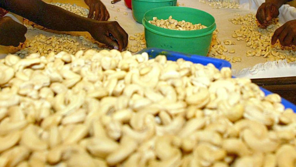 
          Transformation de noix de cajou en Guinée: Un protocole d’accord sur le financement du projet d’Activité de développement agricole de Siguiri (SADA)