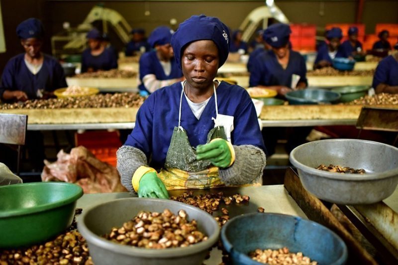 
          Noix de cajou en Côte d'Ivoire: Des avantages fiscaux renforcés pour les transformateurs de  noix de cajou