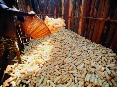 
            Le stockage des produits vivriers et semenciers par les méthodes et dispositifs traditionnels: Structures ouvertes (Cas du Stockage à terre)