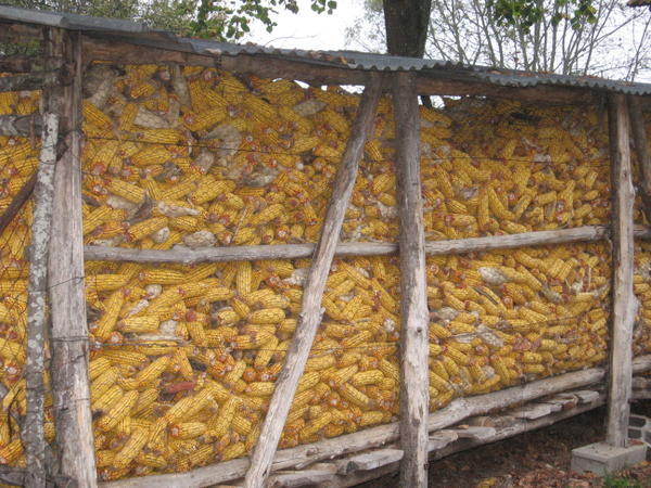 
          Le stockage des produits vivriers et semenciers, usant des méthodes et dispositifs traditionnels: Structures ouvertes (choix du Stockage en cribs )