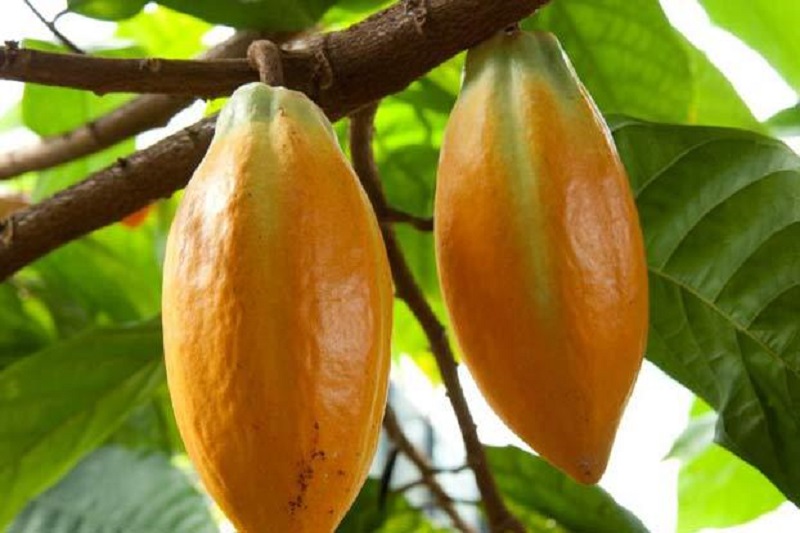 
          La production de cacao pour la campagne 2019/2020 peut baisser au Nigéria