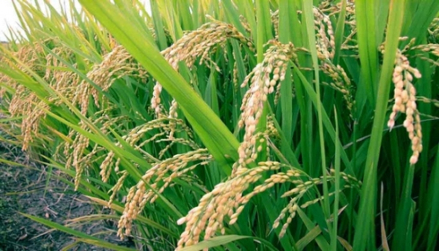 
          La filière riz en Côte d’Ivoire: Une filière malade qui a l’ambition de parvenir à l’autosuffisance en 2025.