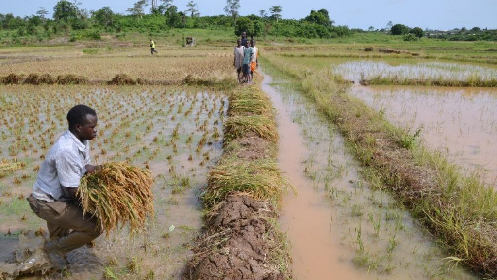 
            Pertes agricoles: Les pertes de riz pendant la récolte 