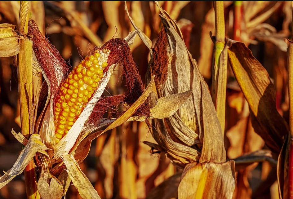
            Pertes agricoles: Les pertes de maïs pendant la récolte 