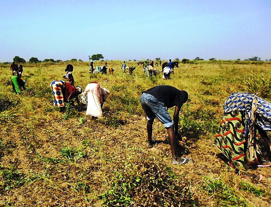
            Pertes agricoles: Les pertes de  mils, sorghos, d’arachides et de légumineuses  pendant la récolte 