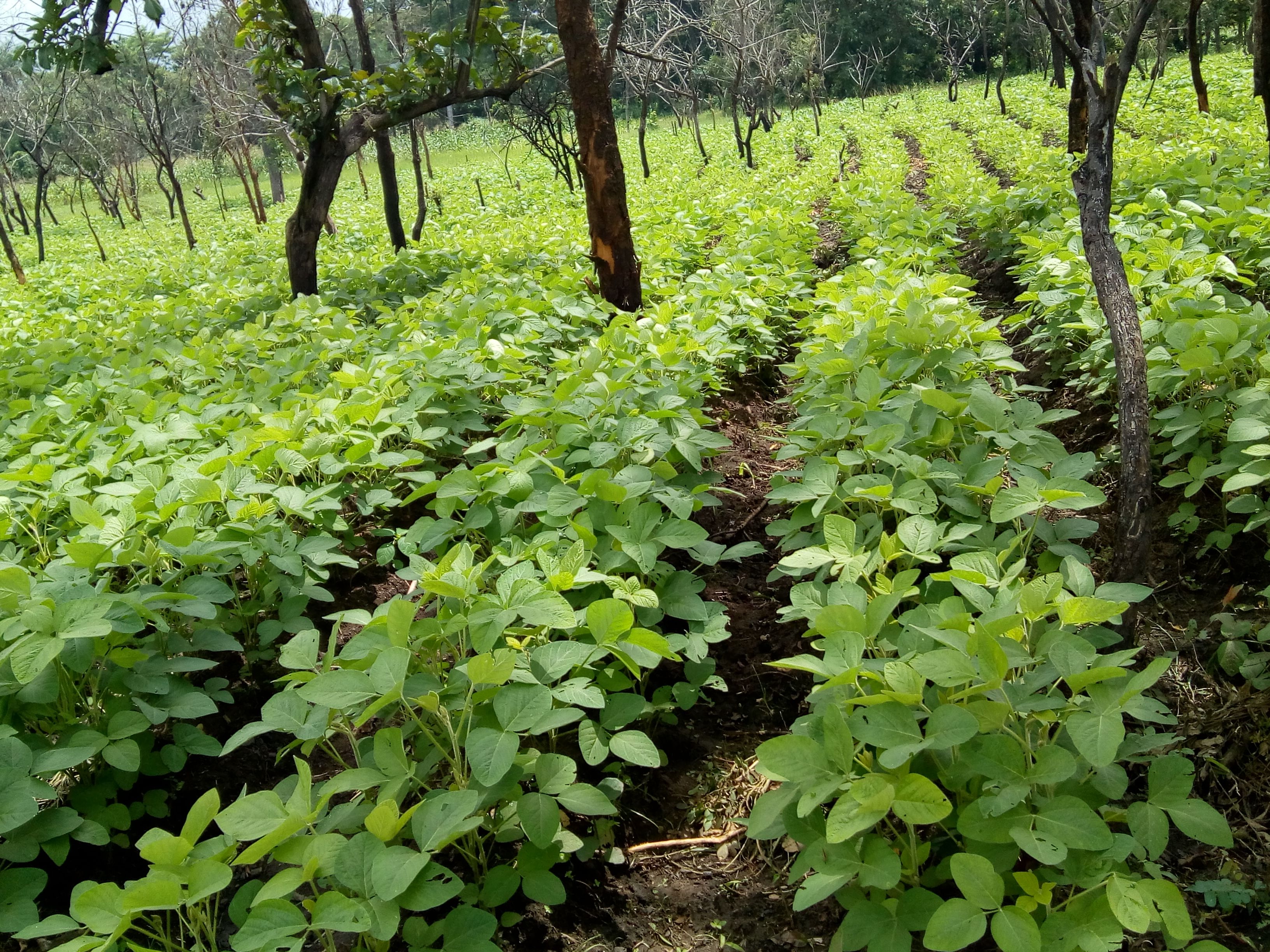 
          Agriculture biologique: Où en est l’agriculture biologique en Afrique de l’Ouest? 