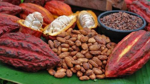 
          La Chronique Matières Premières Agricoles: Le cacao au 5 décembre 2019