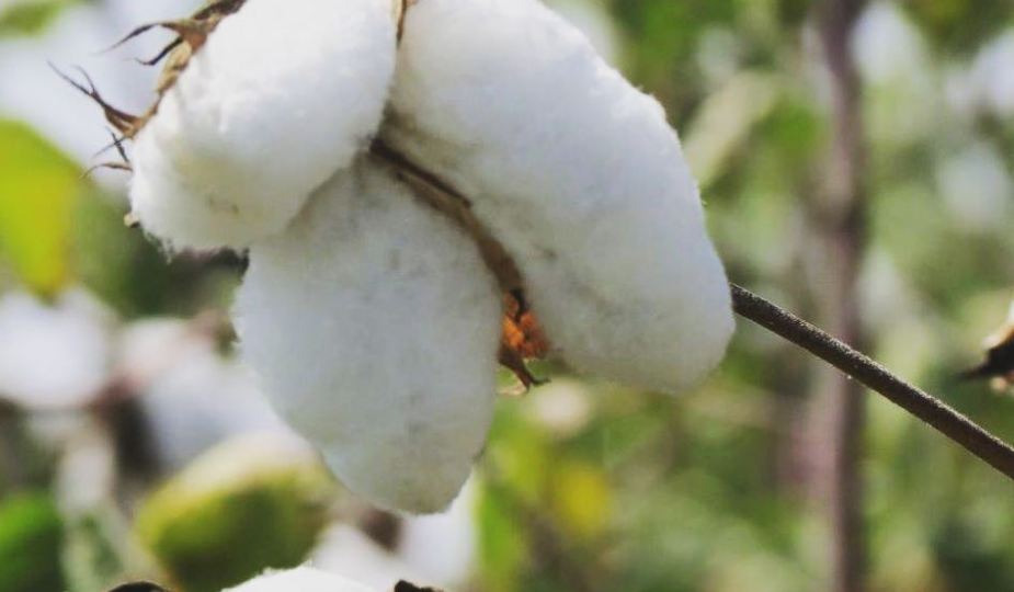 
          La Chronique Matières Premières Agricoles: Le coton au 5 décembre 2019