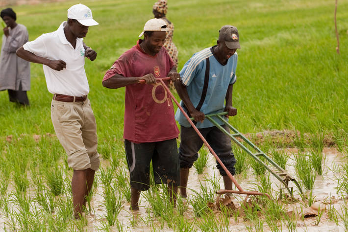 
          La Chronique Matières Premières Agricoles: Le riz au 5 décembre 2019