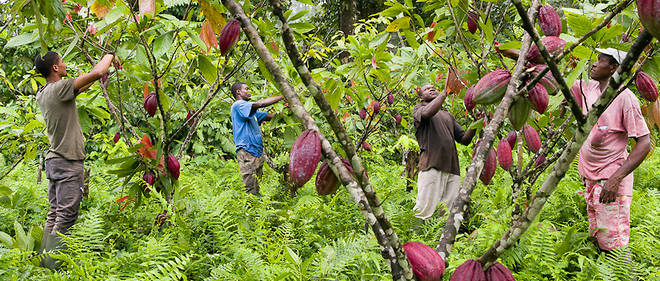 
          Filière cacao: Quelle tendance pour la production du cacao en Afrique? 