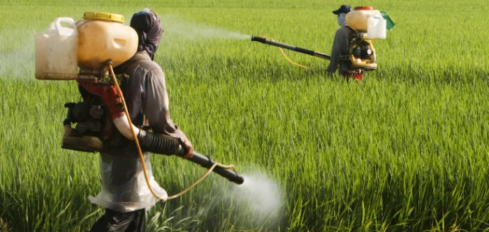 
          Le glyphosate; est-ce un danger pour l'agriculture en Afrique?