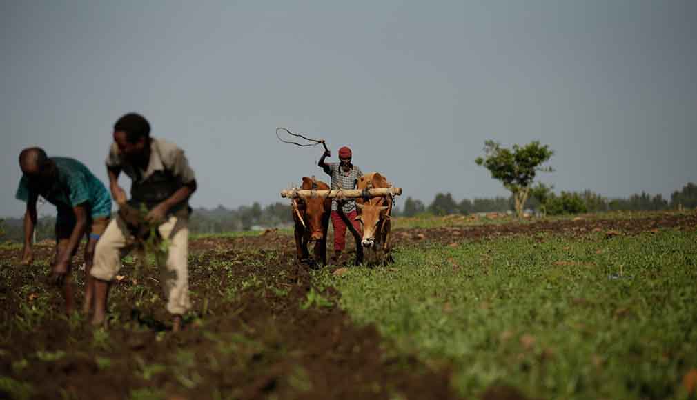 
          Quelle alternative pour suppléer l'utilisation du glyphosate en Afrique ?