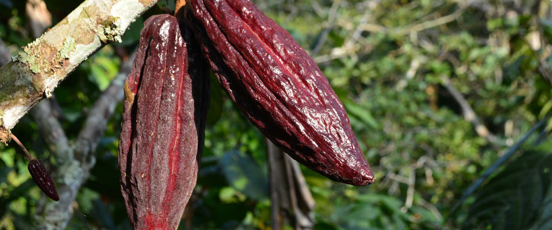 
          La Chronique Matières Premières Agricoles: Le cacao au 12 décembre 2019