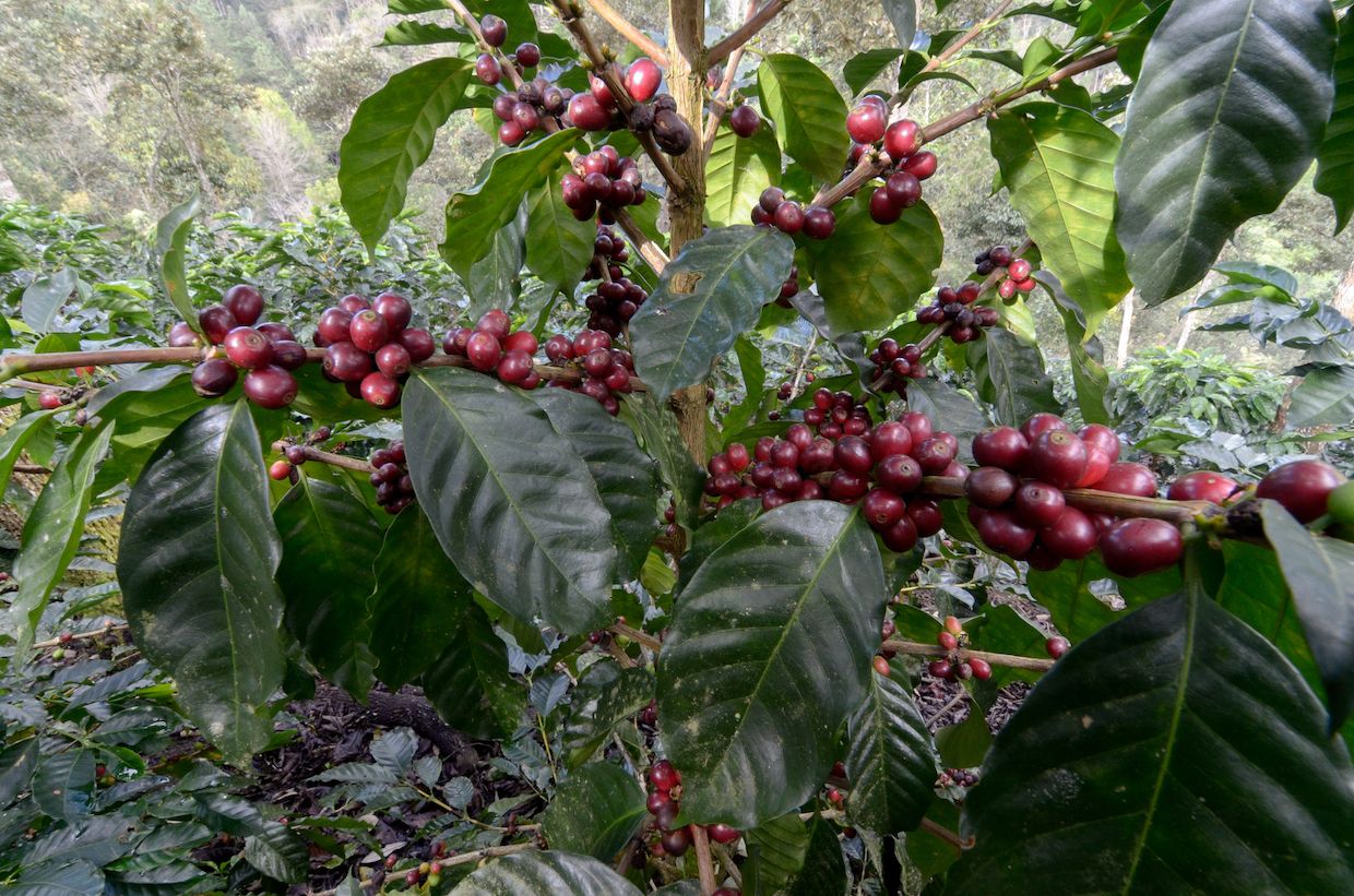 
          Nouvelle variété café: Starmaya, un premier hybride F1 d’Arabica produit par graine et commercialisable à grande échelle.