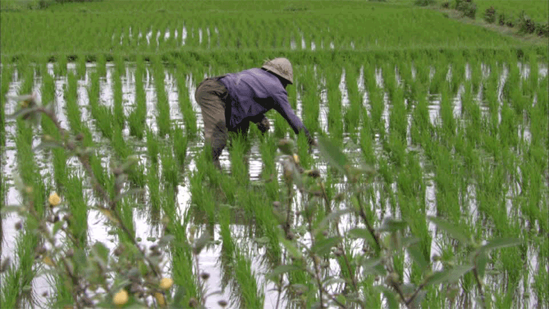 
          Projet agricole en Côte d’Ivoire: La première phase du Projet de promotion du riz local (Proril) enregistre un succès 