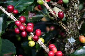 
          La Chronique Matières Premières Agricoles: Le café au 19 décembre 2019