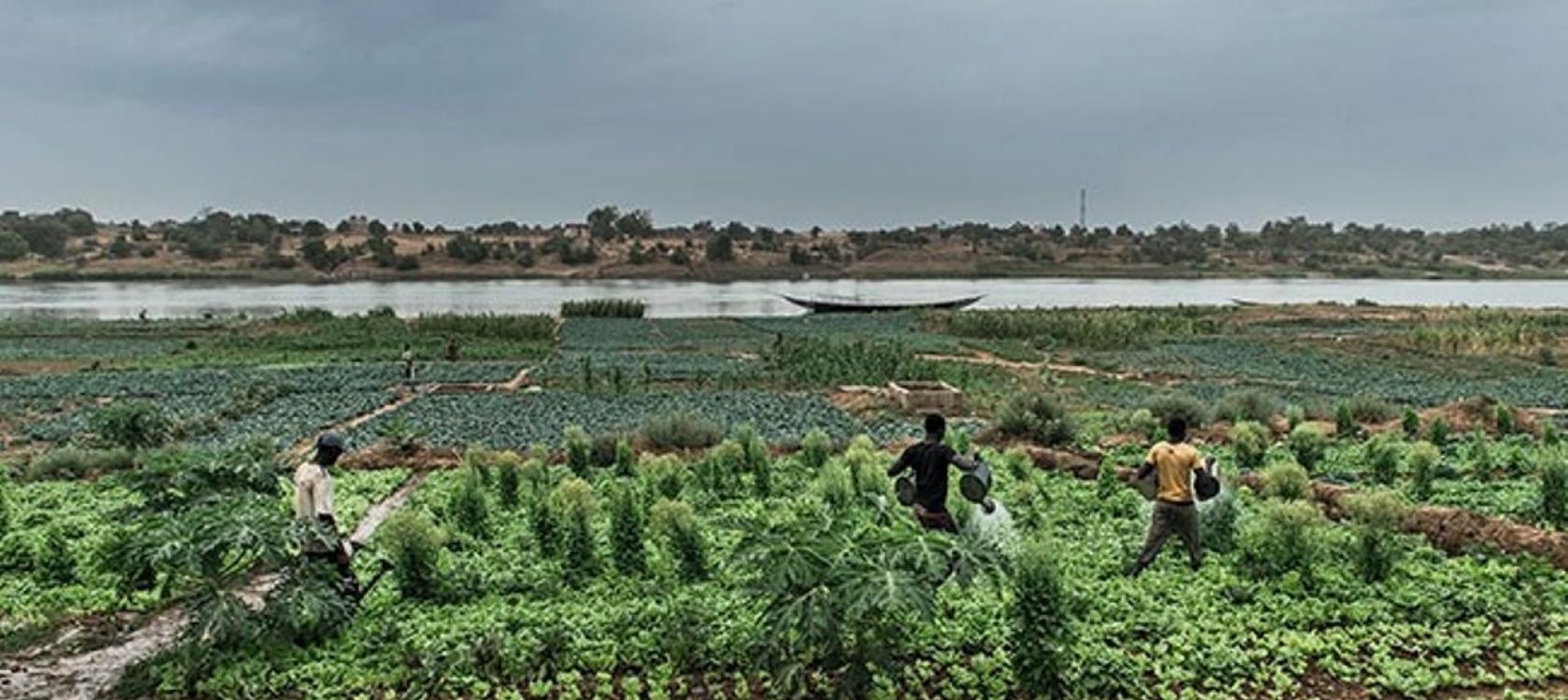 
          Adopter l’agroécologie, pour une meilleure résilience au changement climatique en Afrique 