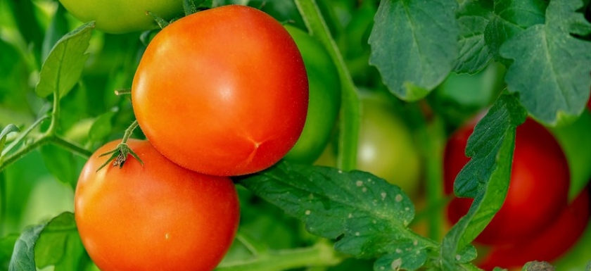 
          Transformation alimentaire: Une nouvelle usine de tomate implanté au Ghana par deux entreprises chinoise