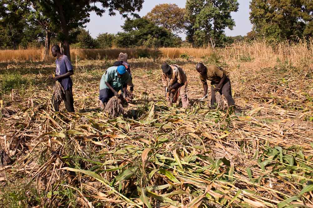 
          Envergure et impact de l'agriculture familiale en Afrique 