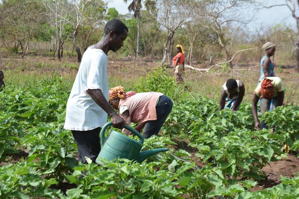 
          L'agriculture famille en Afrique face à la modernisation agricole