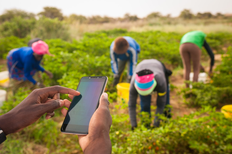 
          Digitalisation agricole en Afrique: TalkAG, une plateforme digitale au cœur de la modernisation agricole