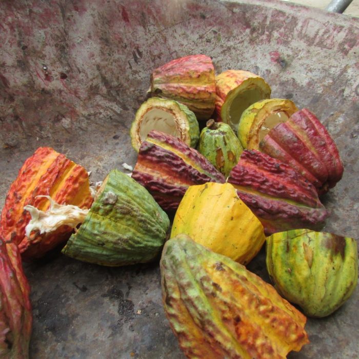 
          La santé des marchés en 2019: Une hausse de 3% sur l'année pour le cacao