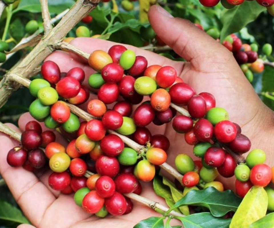 
          La santé des marchés en 2019: Dans la filière café, chute de 15% du Robusta mais hausse de 21% de l'Arabica
