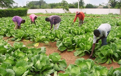 
          L'agriculture durable ; un avenir pour la jeunesse africaine ?