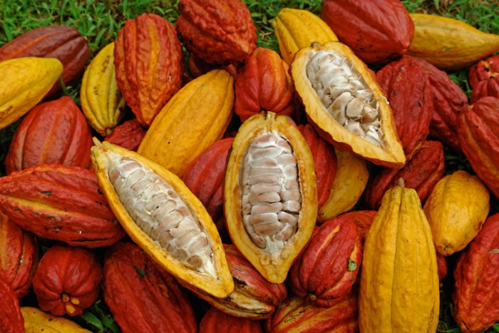 
          La chronique Matières Premières Agricoles: Le cacao au 16 janvier 2020