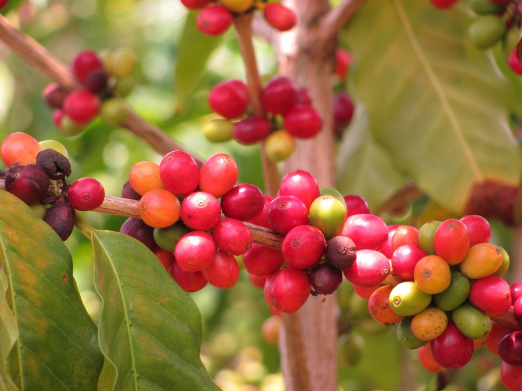 
          La chronique Matières Premières Agricoles: Le café au 16 janvier 2020