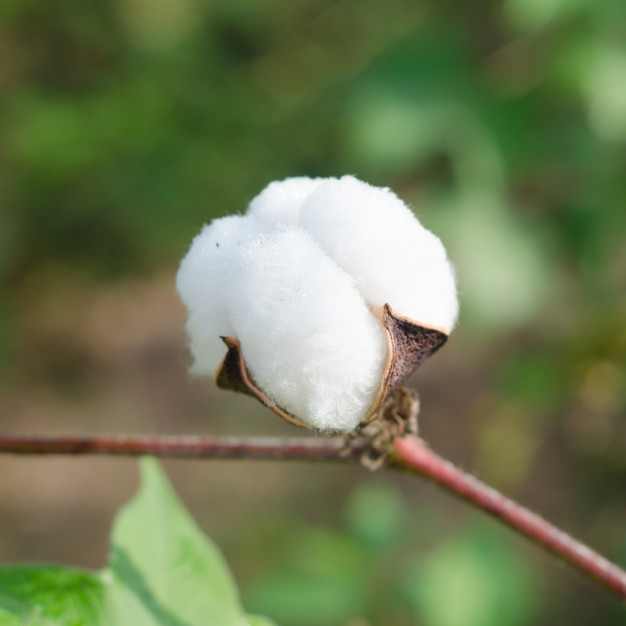 
          La chronique Matières Premières Agricoles: Le coton au 16 janvier 2020