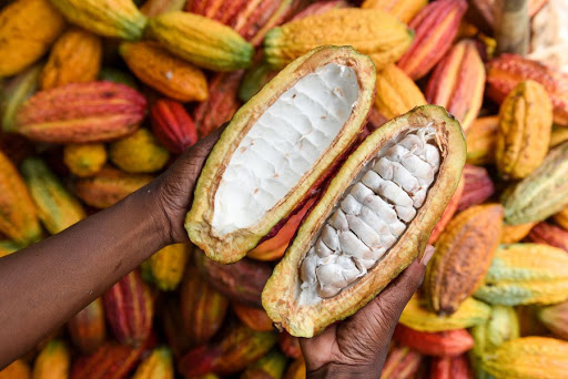 
          La chronique des Matières Premières Agricoles: Le cacao au 23 janvier 2020