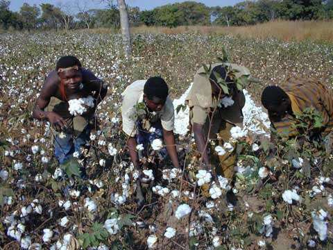
          La chronique des Matières Premières Agricoles: Le coton au 23 janvier 2020