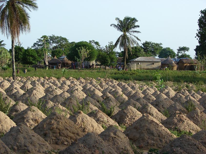 
          Le Plan d’urgence pour la transformation agricole lancé au Togo