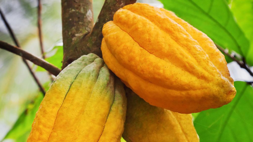 
          Le leader mondial des fabricants de produits à base de cacao et de chocolat a connu une hausse de 6% du chiffre d’affaire.