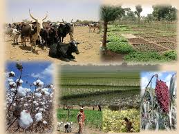 
          Agriculture et croissance ouest-africaine: Cas du Burkina Faso
