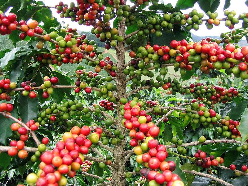 
          La Chronique des matières premières agricoles: Le café au 13 février 2020