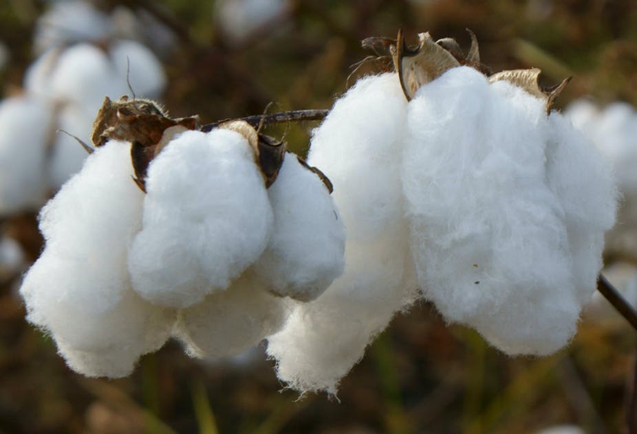 
          La Chronique des matières premières agricoles: Le coton au 13 février 2020
