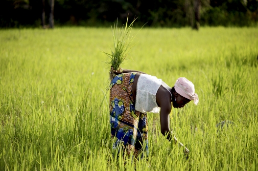 
          Financement agricole: La BAD approuve $14 millions pour une agriculture innovante en Sierra Leone