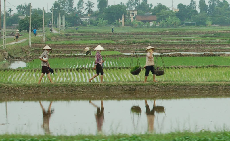 
          Le marché africain  toujours visé par les exportateurs du riz vietnamien?