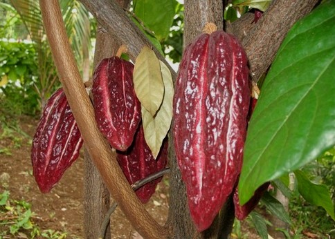 
          Ghana: Projet d’appui institutionnel au secteur cacaoyer (COSISP) - Rapport d'évaluation