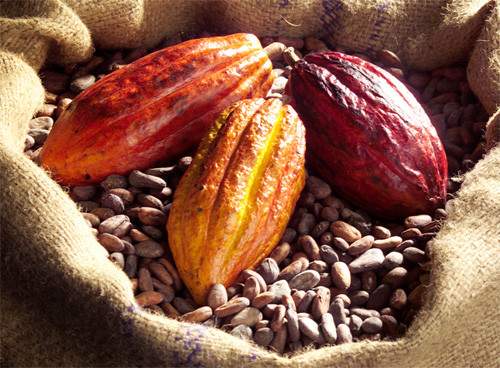 
          La Chronique des Matières Premières Agricoles: Le cacao au 20 février 2020