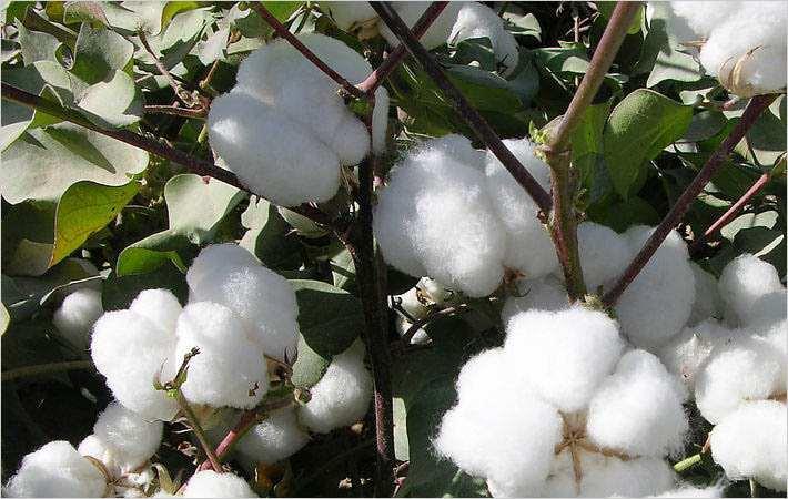 
          La Chronique des Matières Premières Agricoles: Le coton au 20 février 2020
