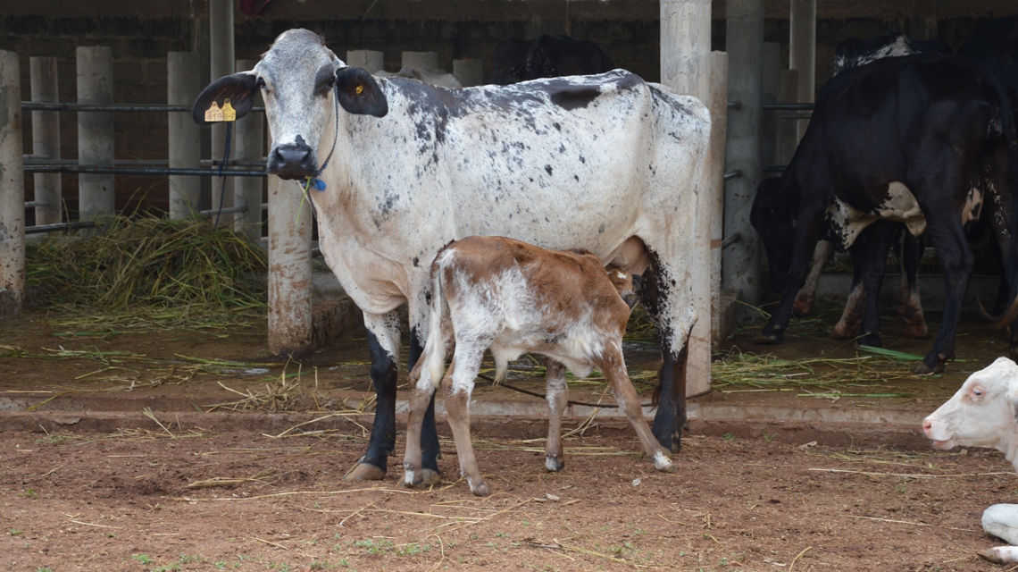 
          Elevage au Bénin: Projet d’appui au développement des filières lait et viande et à la promotion des entreprises d’élevage (PRODEFILAV-PEL) 