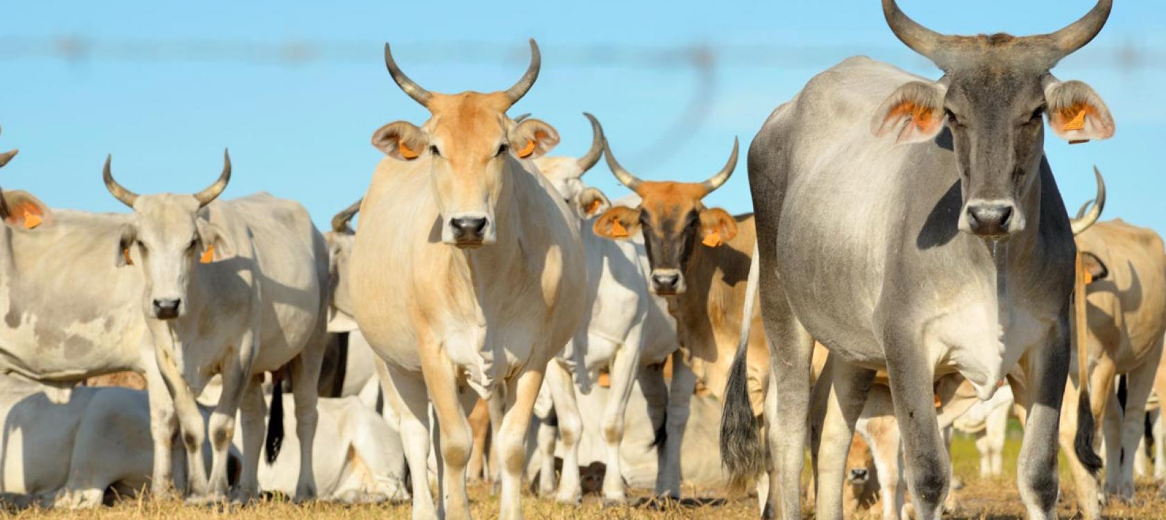 
          Elevage en Namibie: La Namibie est devenue le premier pays africain à exporter de la viande de bœuf vers les USA