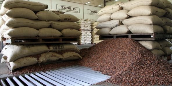 
          La filière cacao en Côte d’ivoire pas loin d’une crise 